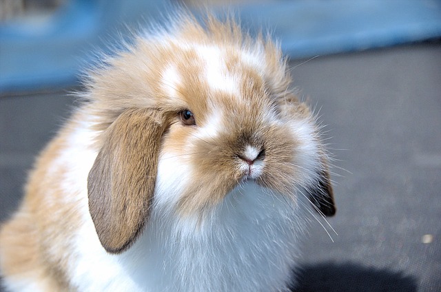 Las razas de conejos domésticos se diferencian principalmente por su pelaje.