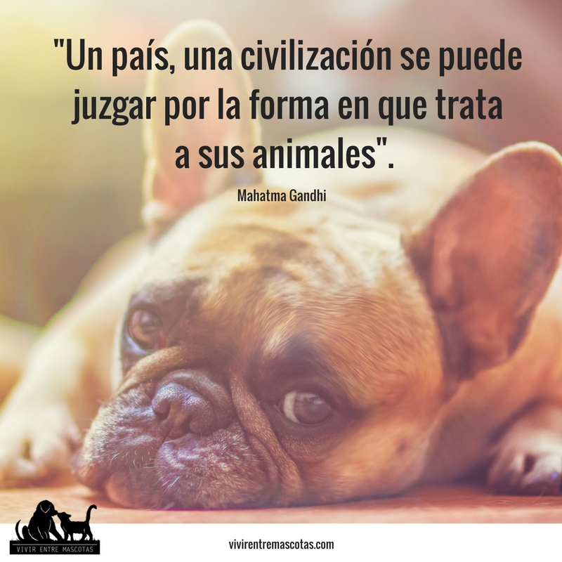 frases animales 