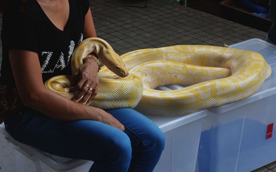 Cómo cuidar una serpiente
