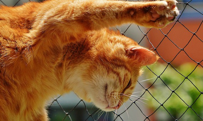 Los rascadores para gatos son indispensables en el hogar para que el animal afile sus uñas