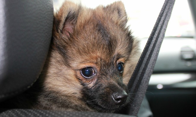 El cinturón de seguridad para perros evita que la mascota invada el habitáculo del conductor.
