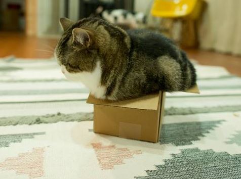 Maru es famoso por su pasión por las cajas.