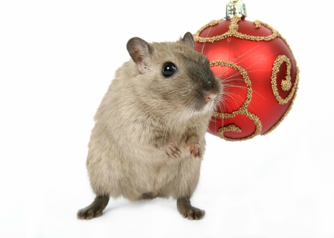 Hamster y una bola de Navidad