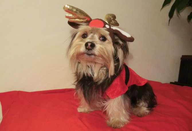 Perro disfrazado en Navidad