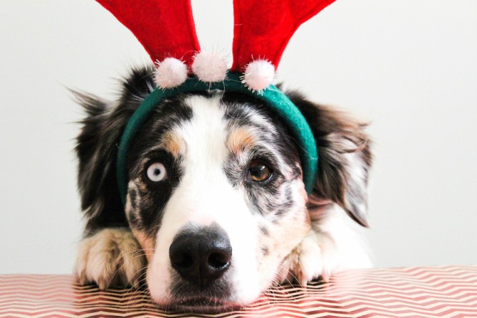Perro con orejas de reno en Navidad