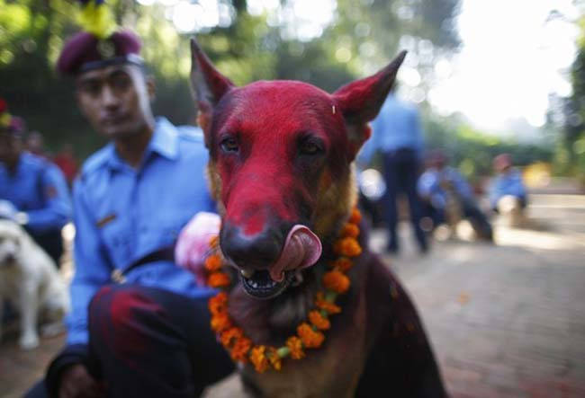 Festival de perros en Nepal.