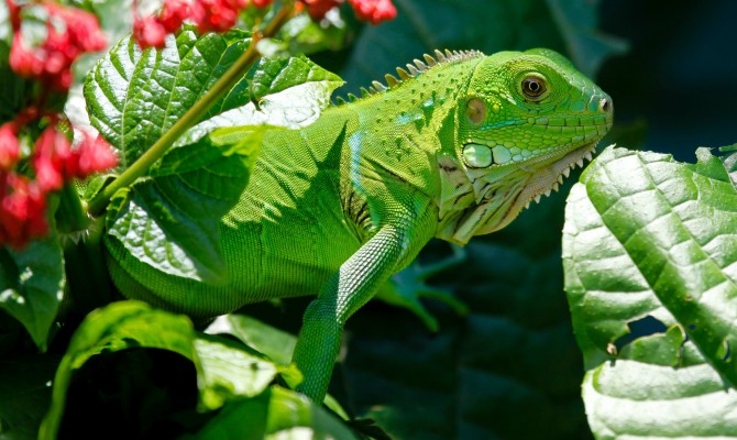 La iguana, otra de las mascotas diferentes.