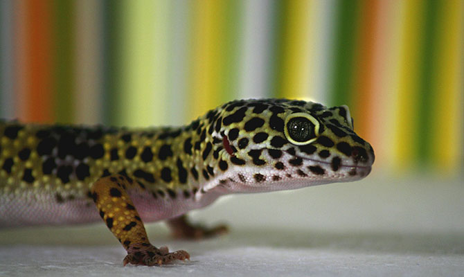 Reptiles: gecko
