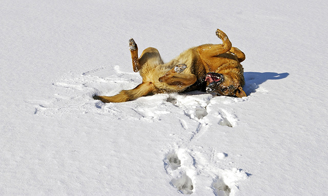 Perro jugando en la nieve