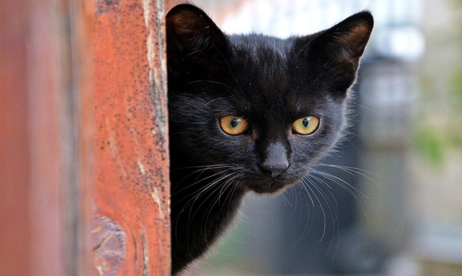 Gatos negros: qué significa el color