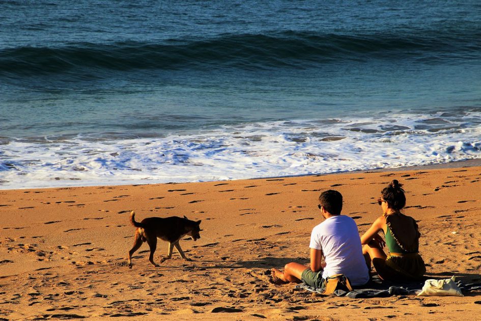 Playas con perros