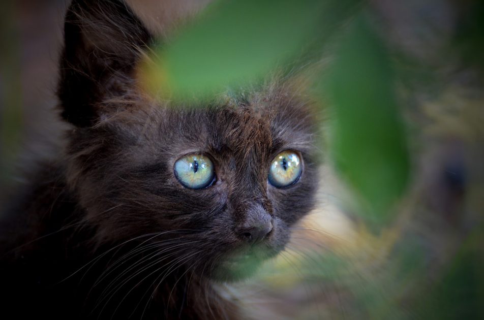 Mitos sobre los gatos negros