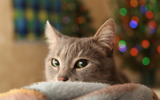 Mascotas en Navidad: ideas de regalo