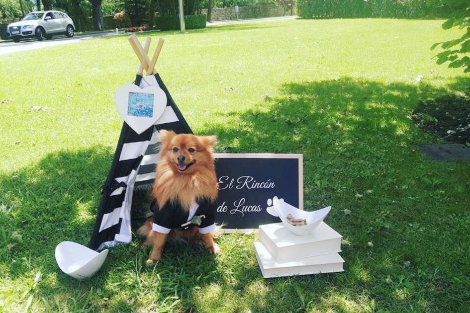 Perros en bodas: los mejores invitados