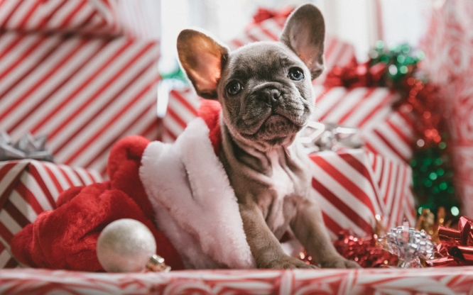 Regalos de Navidad para mascotas